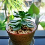 Jeszcze w styczniu połóż to na parapecie. Zapewnisz szczęście całej rodzinie