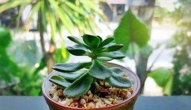 Jeszcze w styczniu połóż to na parapecie. Zapewnisz szczęście całej rodzinie