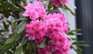 Jeszcze w styczniu rozpieść tak rododendrona. Na wiosnę wystrzeli kwiatami jak z procy