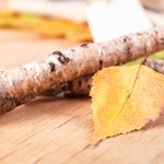 Jeszcze w styczniu zrób to z gałęzią. Ochronisz rodzinę przed problemami