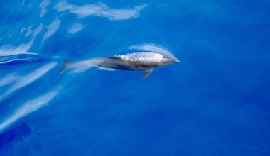 Jeszcze więcej delfinów. Badacze zidentyfikowali nowe podgatunki butlonosów