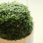 Jeszcze zdążysz przed Wielkanocą. Posiej rzeżuchę!