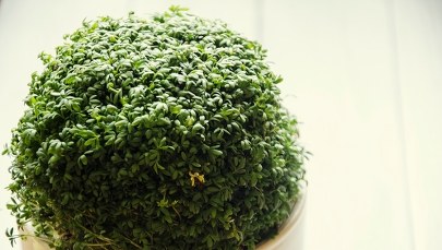 Jeszcze zdążysz przed Wielkanocą. Posiej rzeżuchę!