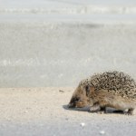 Jeż Jeż potrafi nocą przejść kilka kilometrów. Dokąd właściwie idzie?