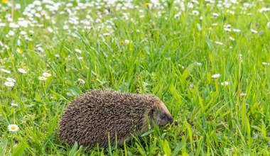 Jeż w ogrodzie to skarb. Wykurzy z niego ślimaki raz na zawsze