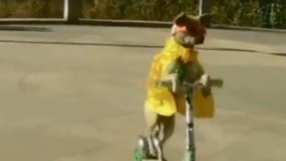 Jeździ na hulajnodze, skacze przez obręcze. Ten pies robi karierę w Chinach