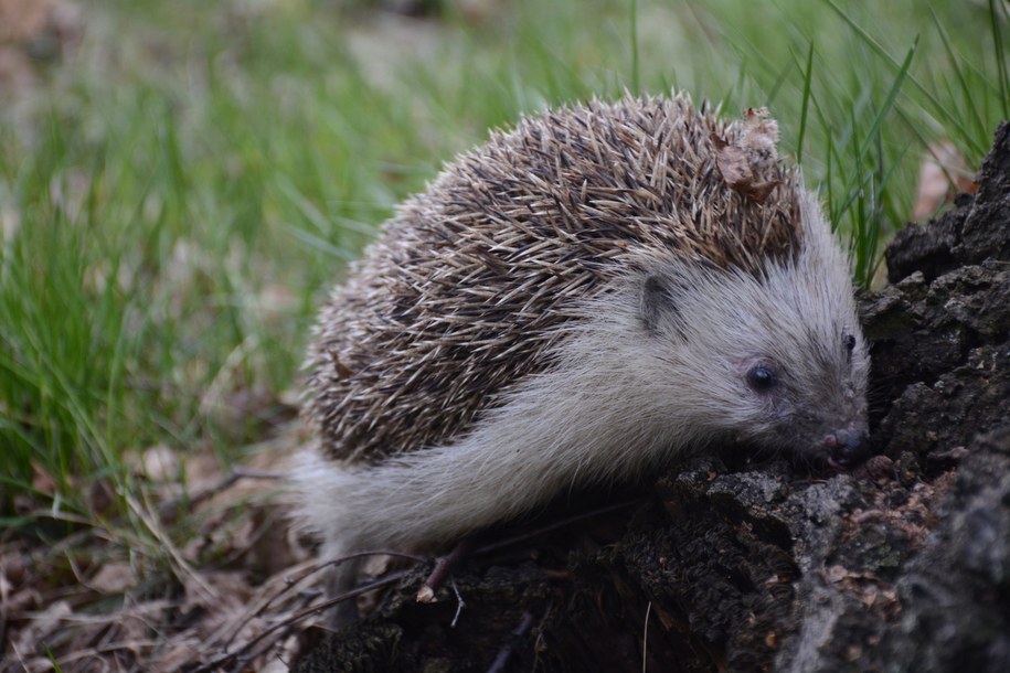 Jeże MegaZwierze wróciły na łono natury. Już buszują w zaroślach! /Biuro prasowe Tauron /Materiały prasowe