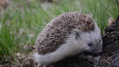 ​Jeże MegaZwierze wróciły na łono natury. Już buszują w zaroślach!
