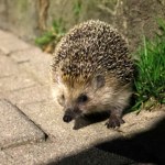 dzikie zwierzęta Jeże szykują się do zimy. Czy to prawda, że te pożyteczne stworzenia potrafią widzieć w ciemności?