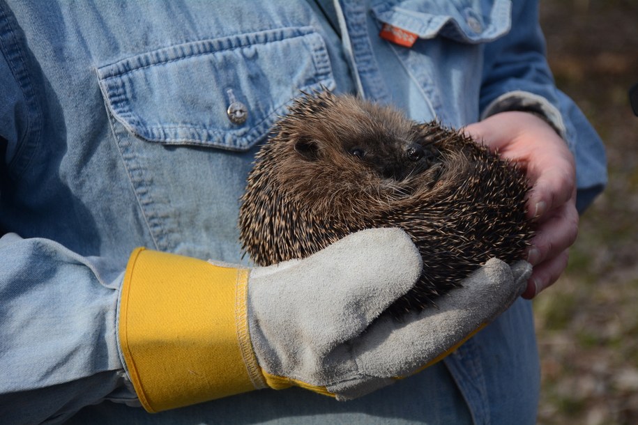 Jeże to niezwykle pożyteczne zwierzęta /Biuro prasowe Tauron /Materiały prasowe