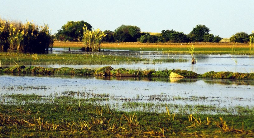 Jezioro Bangweulu w Zambii jest płytkie i otaczają je rozległe tereny podmokłe. To, według znawców tematu, idealne warunki do życia dla wielkiego gada. /materiały prasowe