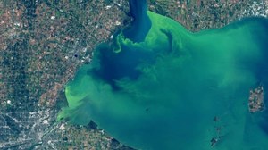 Jezioro Erie zmieniło kolor na zielony