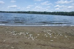 Jezioro Kowalskie - śnięte ryby
