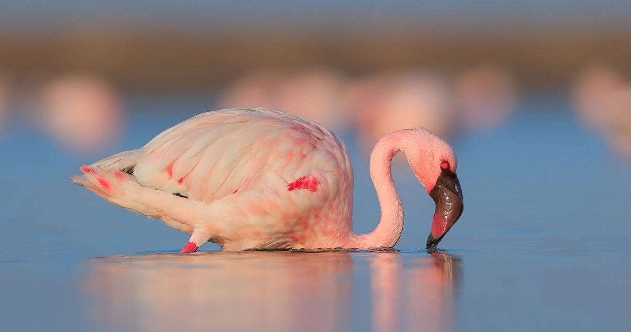 Jezioro Natron, tzw. "martwe jezioro" stanowi ważną ostoję flamingów małych /Canva Pro