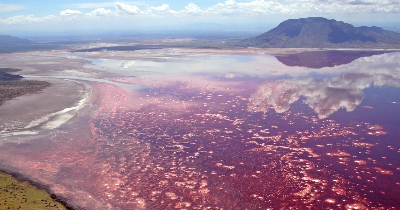 Jezioro Natron w Tanzanii odpowiednie tylko dla flamingów /Agencja FORUM