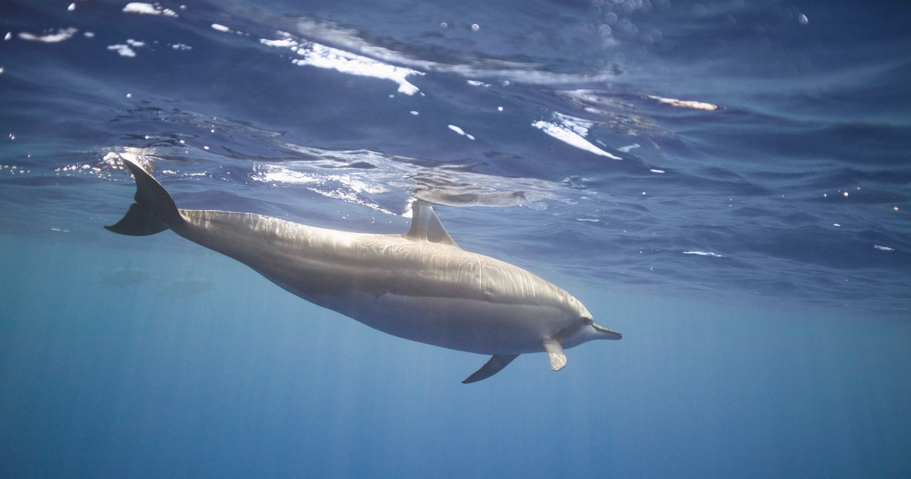 Język delfinów jest trudny do analizy - pomoże w tym sztuczna inteligencja /© Glowimages