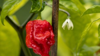 ​"Język diabła" w Łodzi. Otwarto wystawę "Najostrzejszych papryk świata"