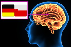 Język ojczysty wpływa na strukturę mózgu. Czy Polak ma inny mózg od Niemca?