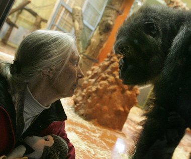 ​Jimmy Fallon wesprze Jane Goodall. Razem będą sadzić drzewa