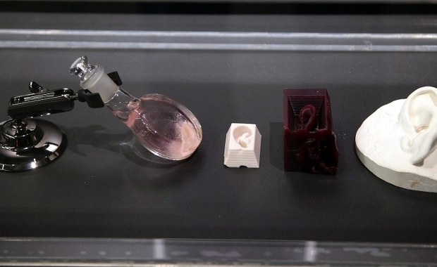 Joanna Jeśman: Śluzowce uczą się i my możemy się od nich czegoś nauczyć