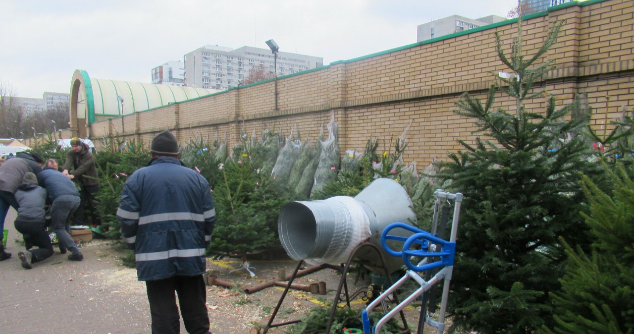 ​Jodła czy świerk? Ekspert podpowiada, które drzewko wytrzyma dłużej /ZOFIA BAZAK /East News