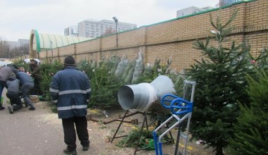​Jodła czy świerk? Ekspert podpowiada, które drzewko wytrzyma dłużej