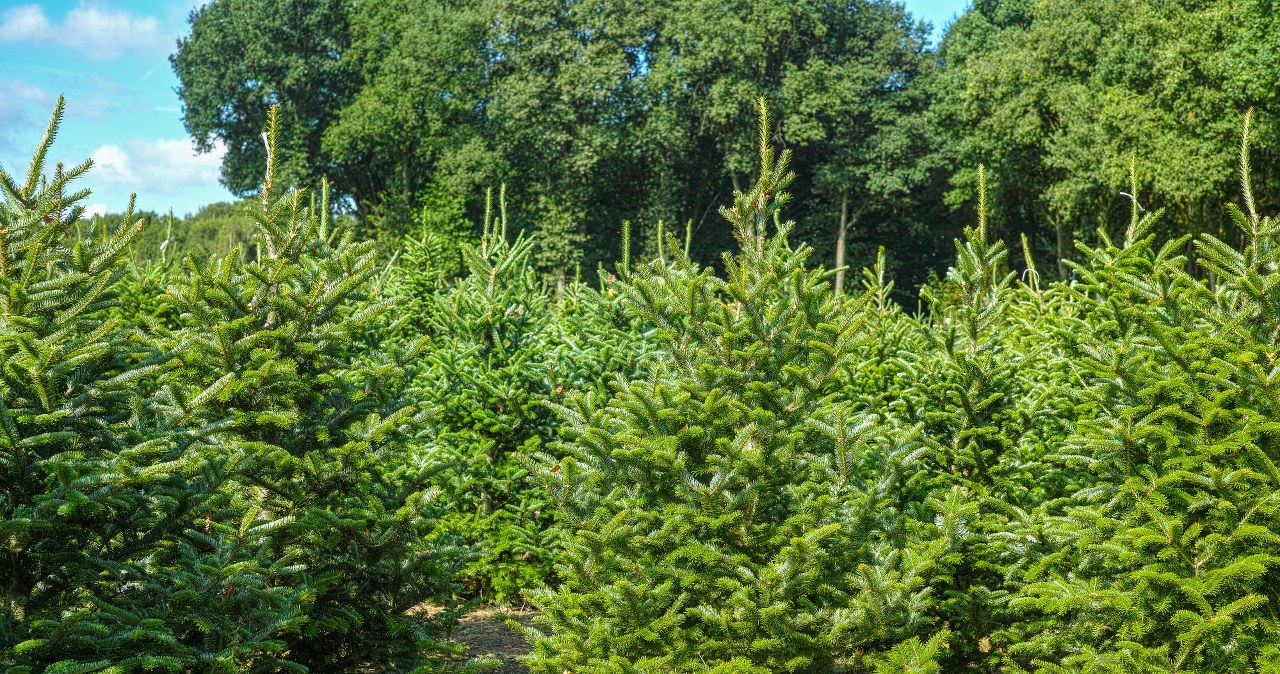Jodła czy świerk? Którą choinkę wybrać na święta, by przetrwała najdłużej? /123RF/PICSEL