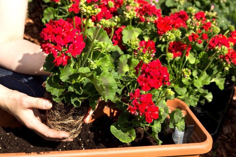 Jodyna przedłuży kwitnienie pelargonii do pierwszych przymrozków /123RF/PICSEL