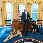 Joe Biden kocha psy. Jego owczarki przysporzyły mu nie lada kłopotów