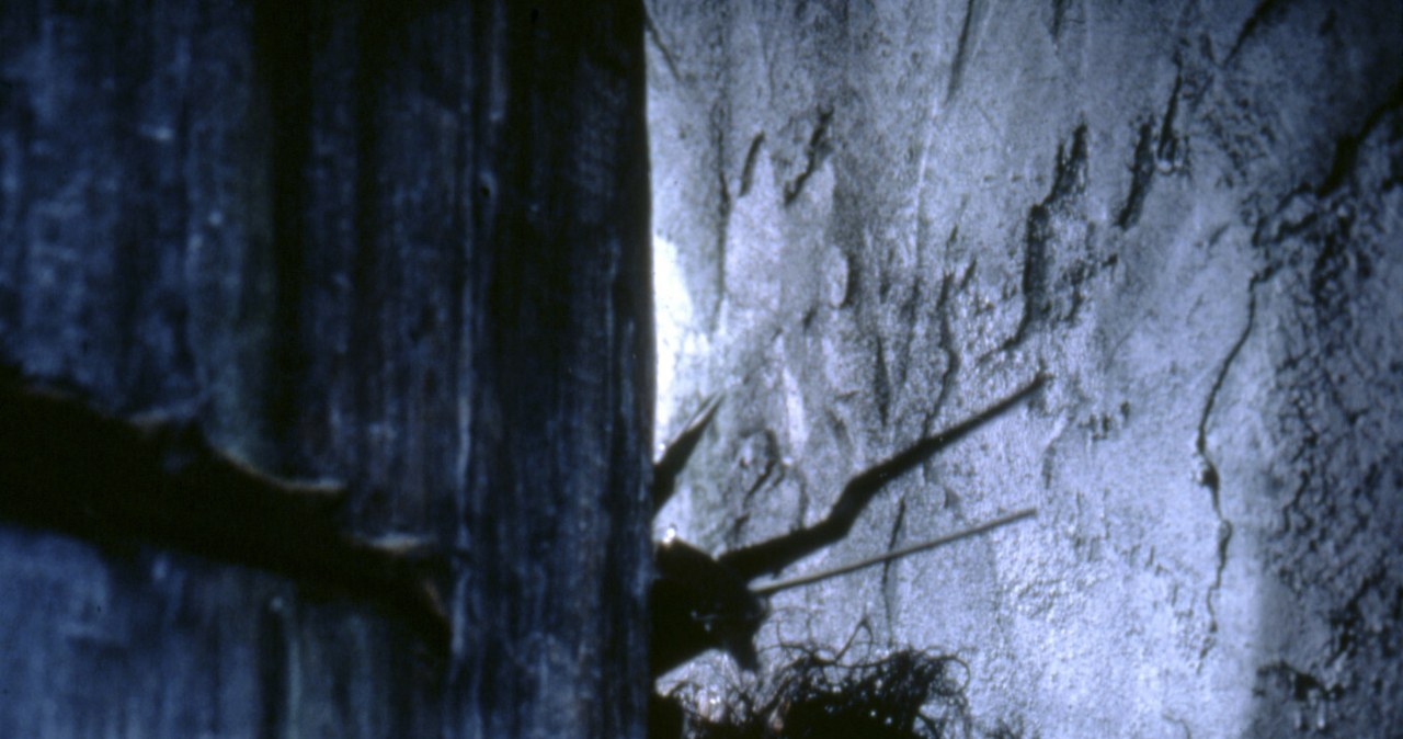 Johnny Depp w filmie "Edward Nożycoręki" /Twentieth Century Fox Pictures/Collection Christophel/East News /East News