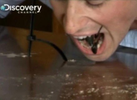 Jonathan Goodwin ze skorpionem w ustach /Discovery Channel