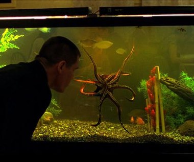 Josh Brolin w filmie "Oldboy. Zemsta jest cierpliwa"