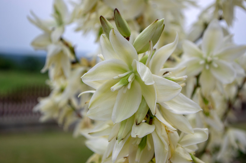 Juka karolińska jest ceniona przez ogrodników za swój egzotyczny wygląd oraz piękne kwitnienie /123RF/PICSEL