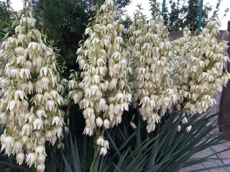 Juka karolińska to jedna z najpiękniejszych roślin odporna na suszę /123RF/PICSEL