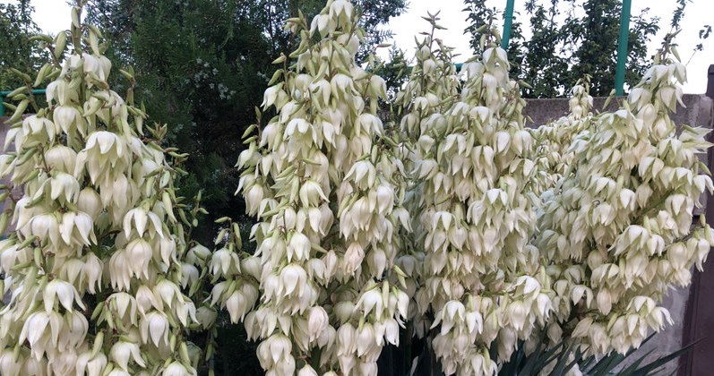 Juka potrzebuje naszej opieki, aby mogła przetrwać zimę /123RF/PICSEL