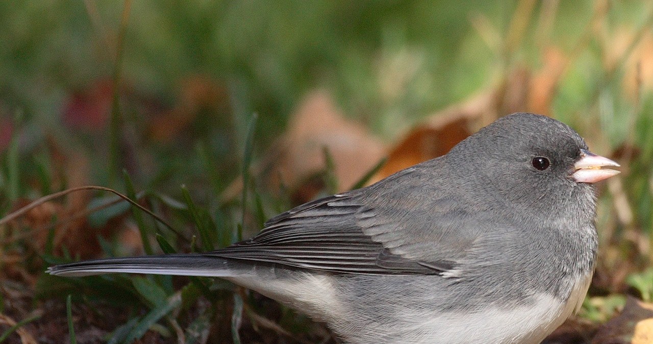 Junko zwyczajny łac. Junco hyemalis, został zaobserwowany w Polsce po raz pierwszy od 62. lat. /mdf /CC BY-SA 3.0