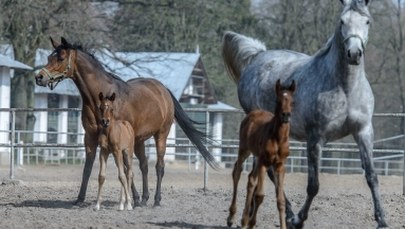 Jurgiel o byłym kierownictwie stadniny w Janowie: Za złodziejstwo zwolniłem, nie za niefachowość