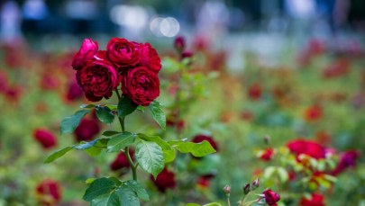 Jutro święto alei Róż 