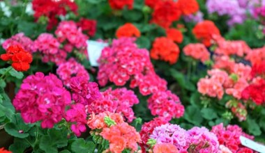 Już czerwiec, a pelargonie nie kwitną. Co robić?