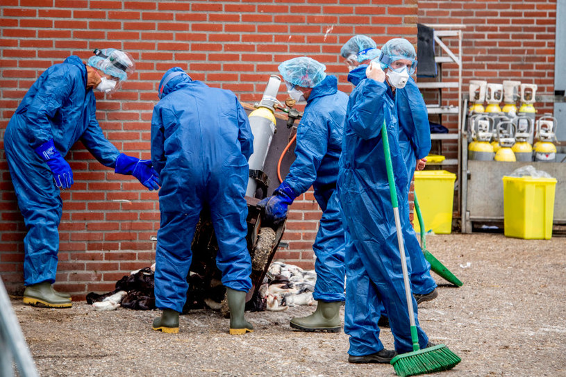 Już na blisko 60 fermach norek w Holandii wykryto zakażenia koronawirusem /Robin Utrecht/SOPA Images/LightRocket /Getty Images