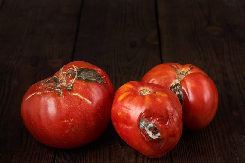 Już na etapie sadzenia warto przeciwdziałać chorobom roślin. Lawenda jest doskonałym towarzystwem dla pomidorów, dlatego warto ją sadzić obok /123RF/PICSEL