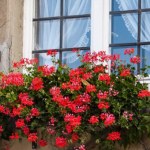 Już nie pelargonie. Teraz te rośliny balkonowe sadzimy najchętniej 