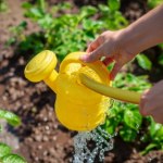 Już nie wylewam wody z klimatyzatora. Te rośliny ją uwielbiają