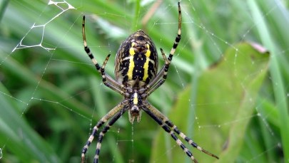 „Już nie żyjesz! Zabiję cię!”. Policyjna interwencja z powodu… pająka
