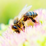 Już niedługo drony zastąpią pszczoły?