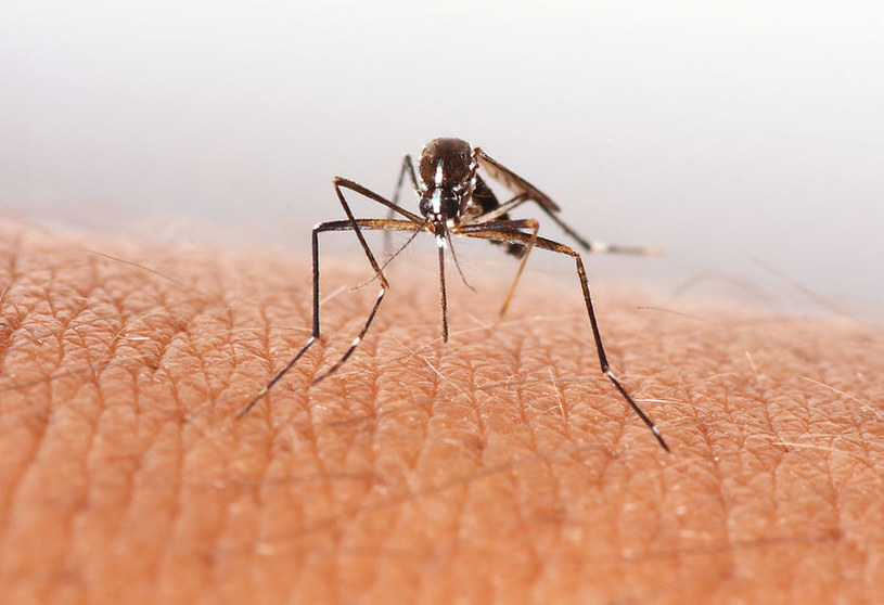 Już niedługo duża część środków stosowanych przeciwko komarom może okazać się nieskuteczna! /123RF/PICSEL
