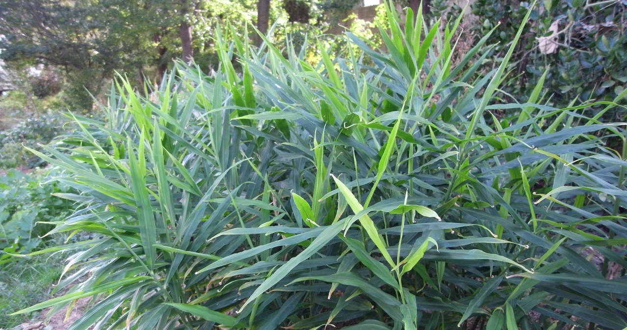 Już niedługo może być uprawiany w Polsce. Jak imbir może zmienić realia rolników? /Dalgial /CC-BY 3.0