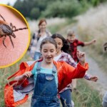 Już ruszają na żer. Kiedy i gdzie najbardziej uważać na kleszcze?