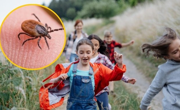 Już ruszają na żer. Kiedy i gdzie najbardziej uważać na kleszcze?