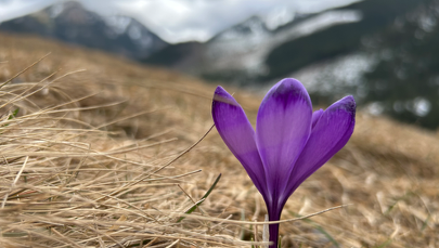 Już są! Pierwsze krokusy na Polanie Chochołowskiej